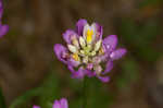 Curtiss' milkwort